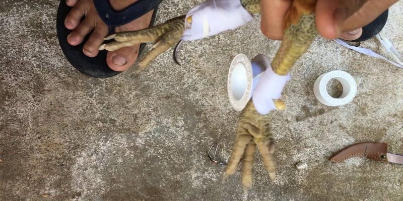 Những loại cựa dùng để băng cho gà trước khi giao đấu