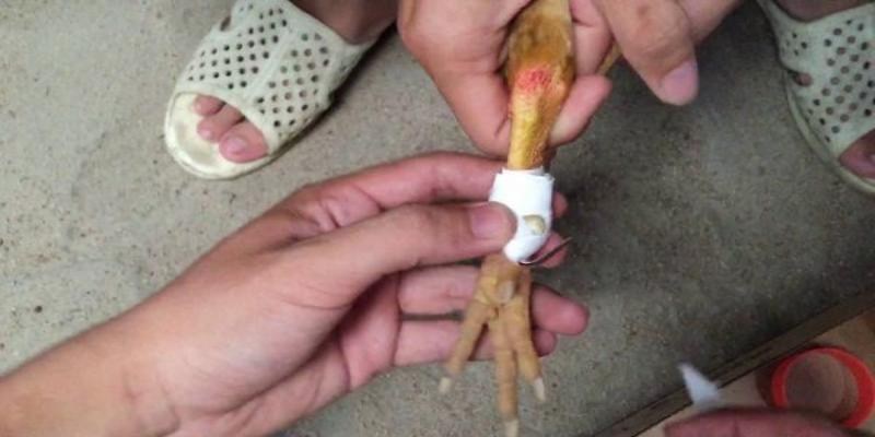 Quy trình về cách băng cựa sắt cho gà tre hoặc gà lai tre