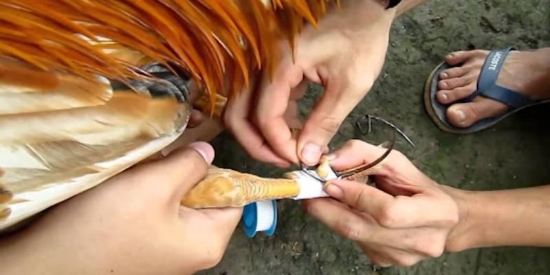 Những vấn đề cần lưu ý trong lúc băng cựa cho chiến kê