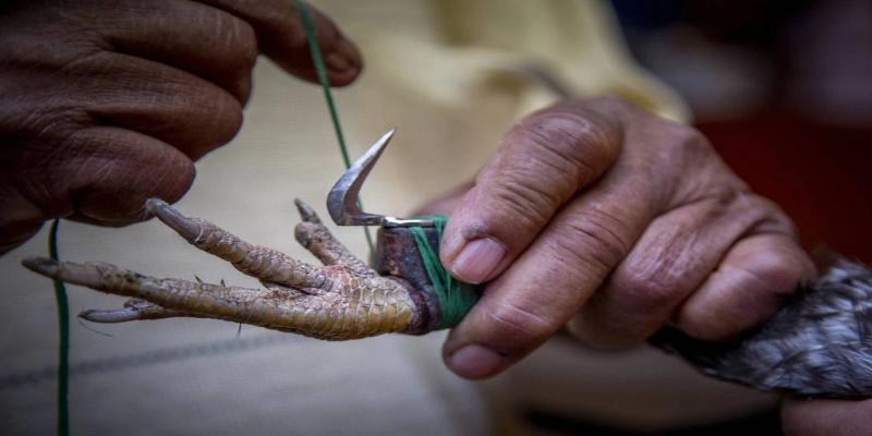 Quy trình về cách lên cựa gà chi tiết và cụ thể