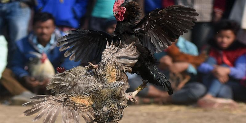 Những hình thức chọi gà Thomo được quan tâm nhất hiện nay
