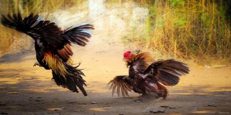 Những vấn đề cần lưu ý khi cá cược chọi gà Thomo