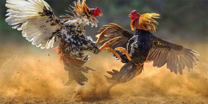 Những điểm cộng, ưu điểm của hình thức chọi gà trực tiếp